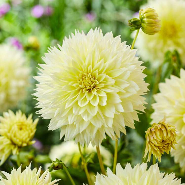 Dahlia 'Canary Fubuki'